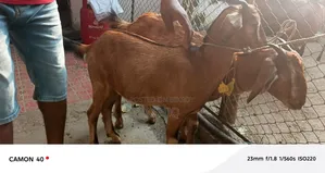কোরবানির ছাগল