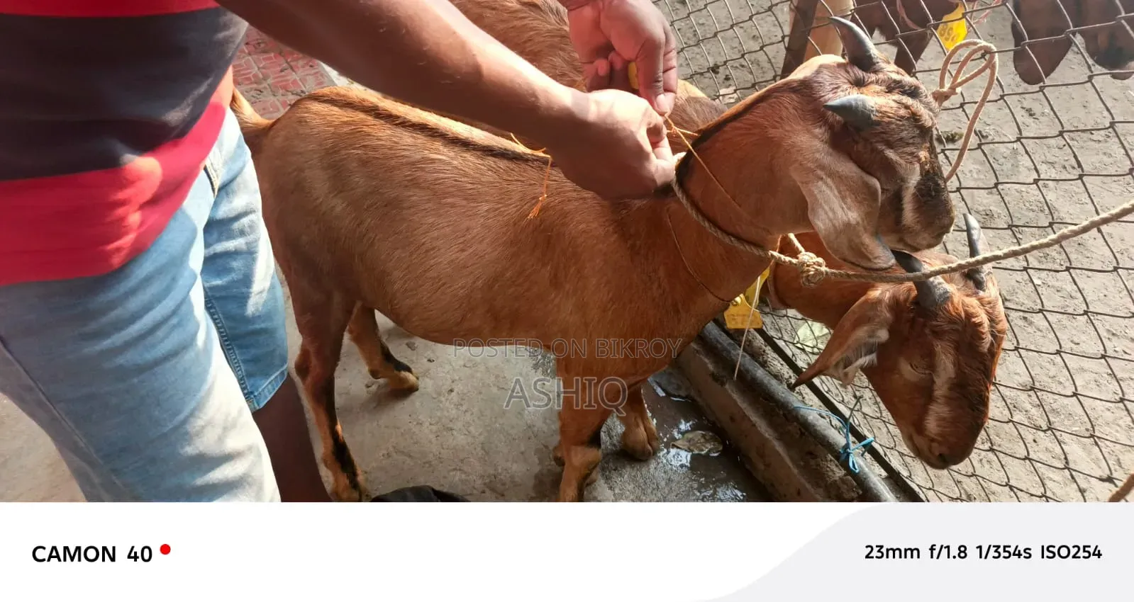 Qurbani Goat