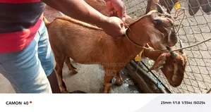 Qurbani Goat