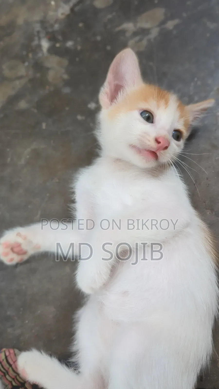 1-3 Months Male Purebred American Bobtail
