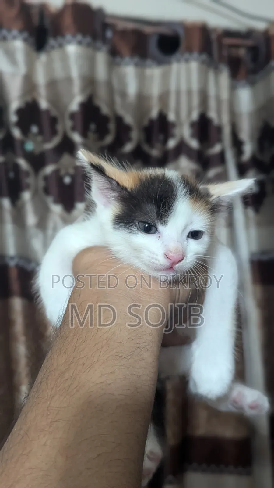 1-3 Months Male Purebred American Bobtail
