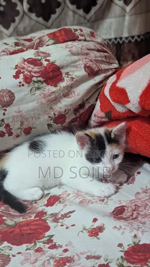 1-3 Months Male Purebred American Bobtail