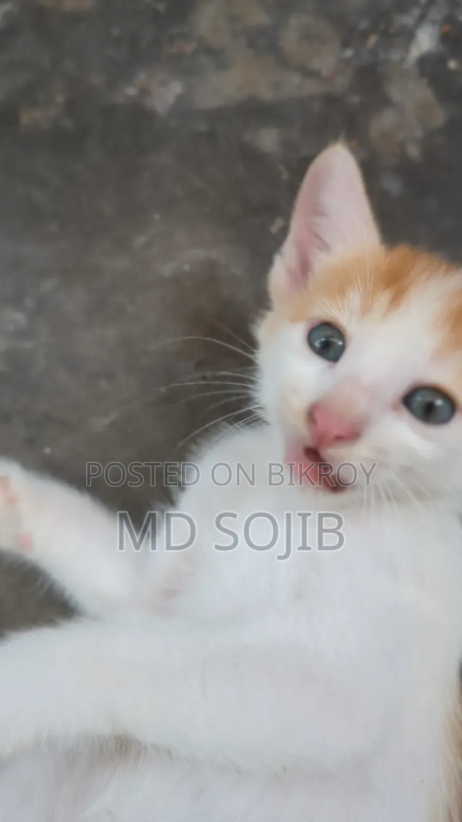 1-3 Months Male Purebred American Bobtail