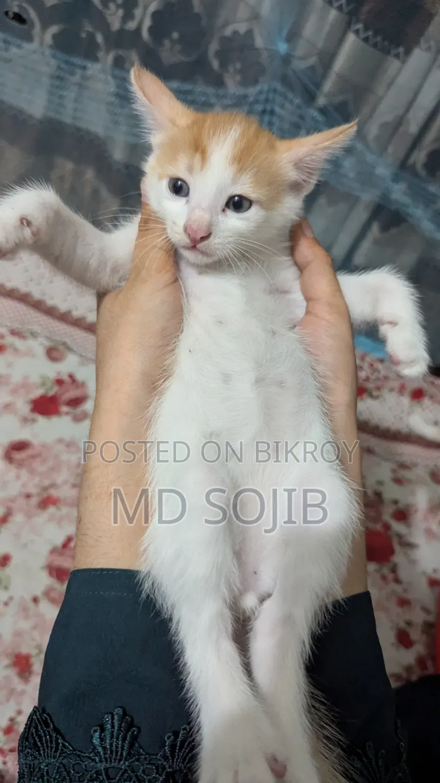 1-3 Months Male Purebred American Bobtail