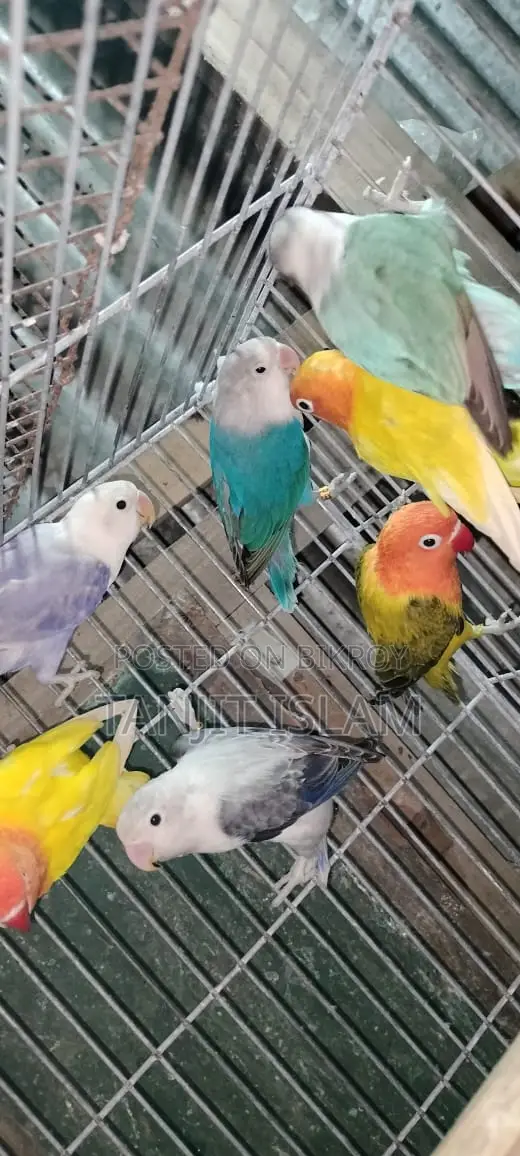 Lovebirds and Cockatiels for Sale