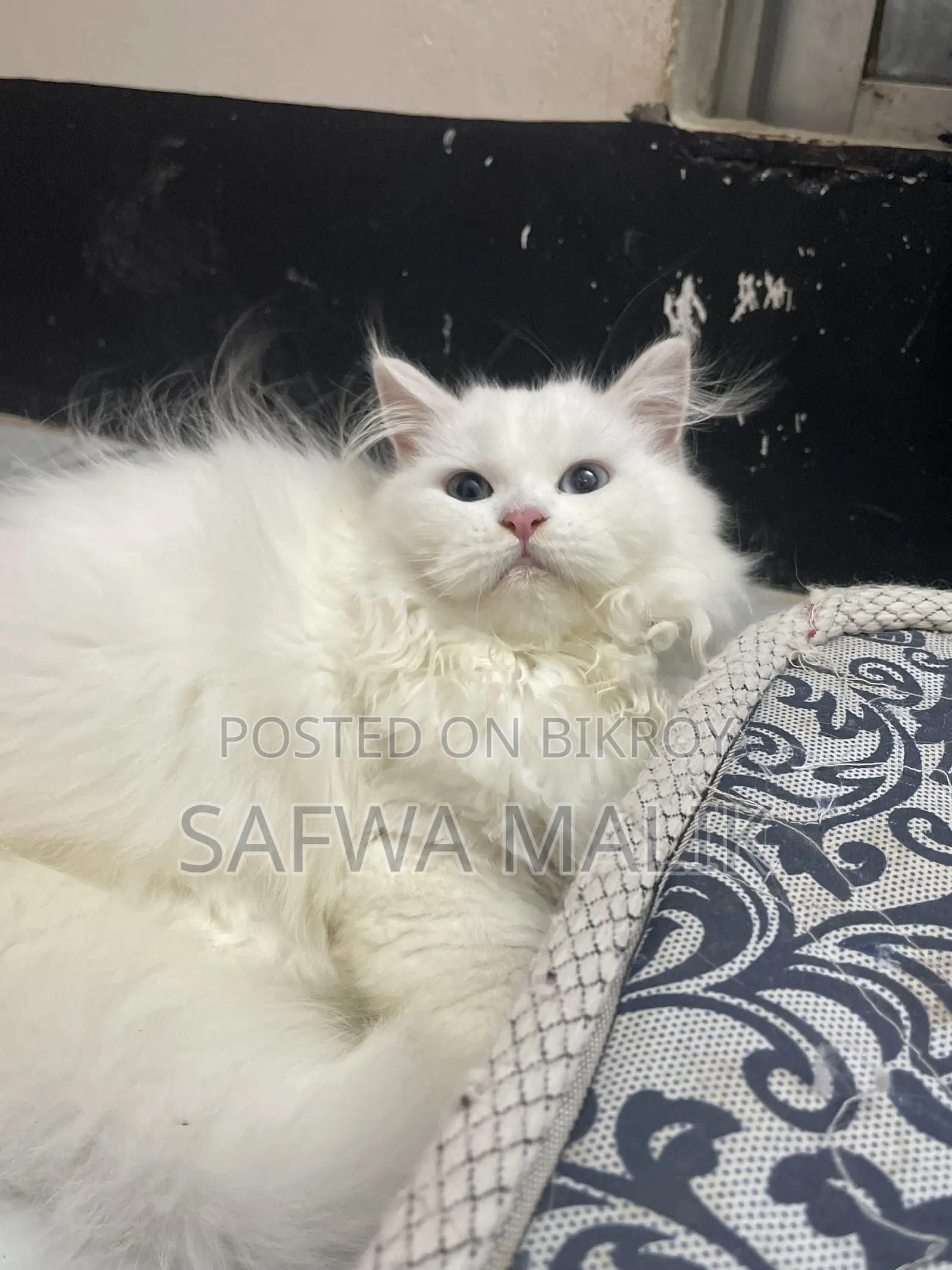 3-6 Months Female Purebred Persian