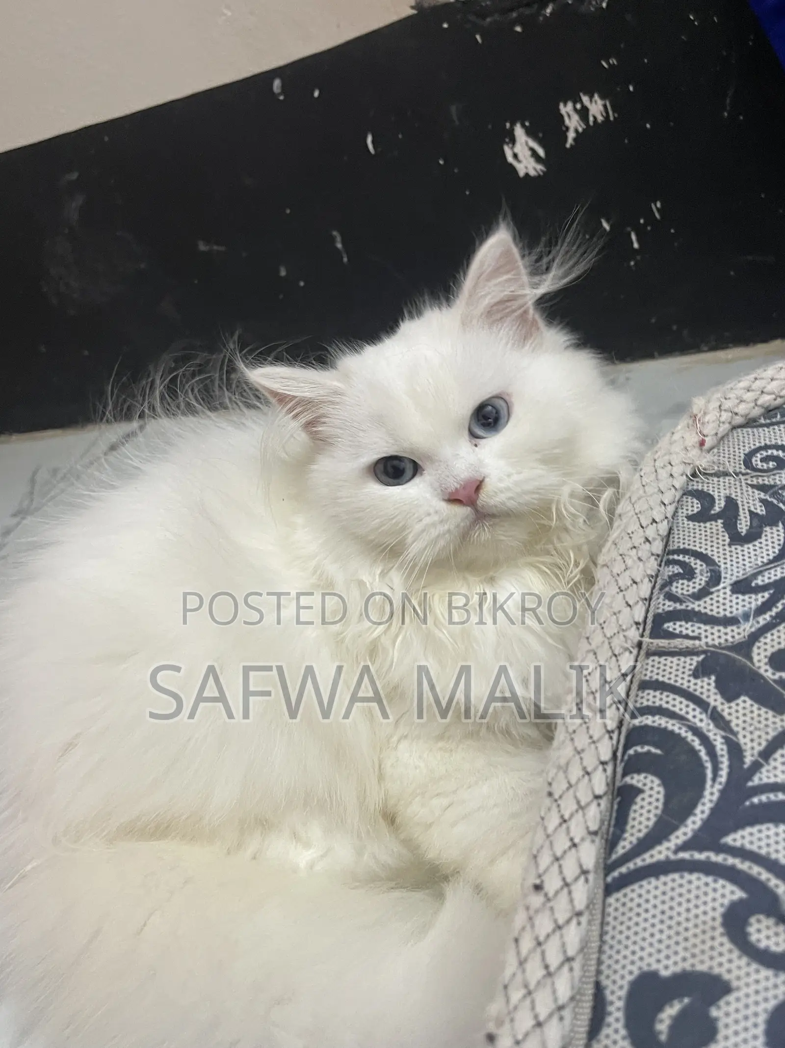 3-6 Months Female Purebred Persian