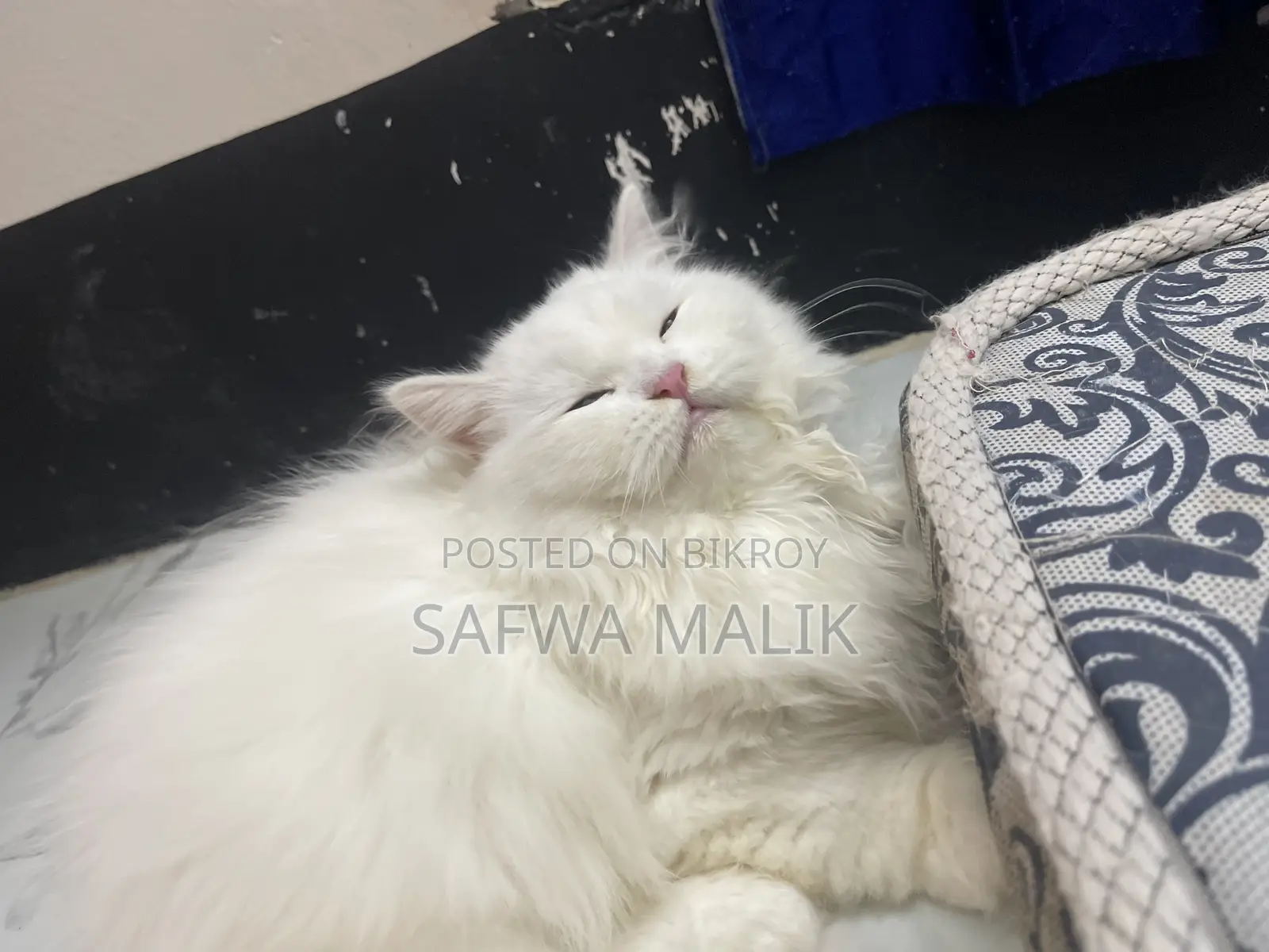 3-6 Months Female Purebred Persian