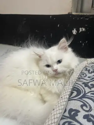 3-6 Months Female Purebred Persian