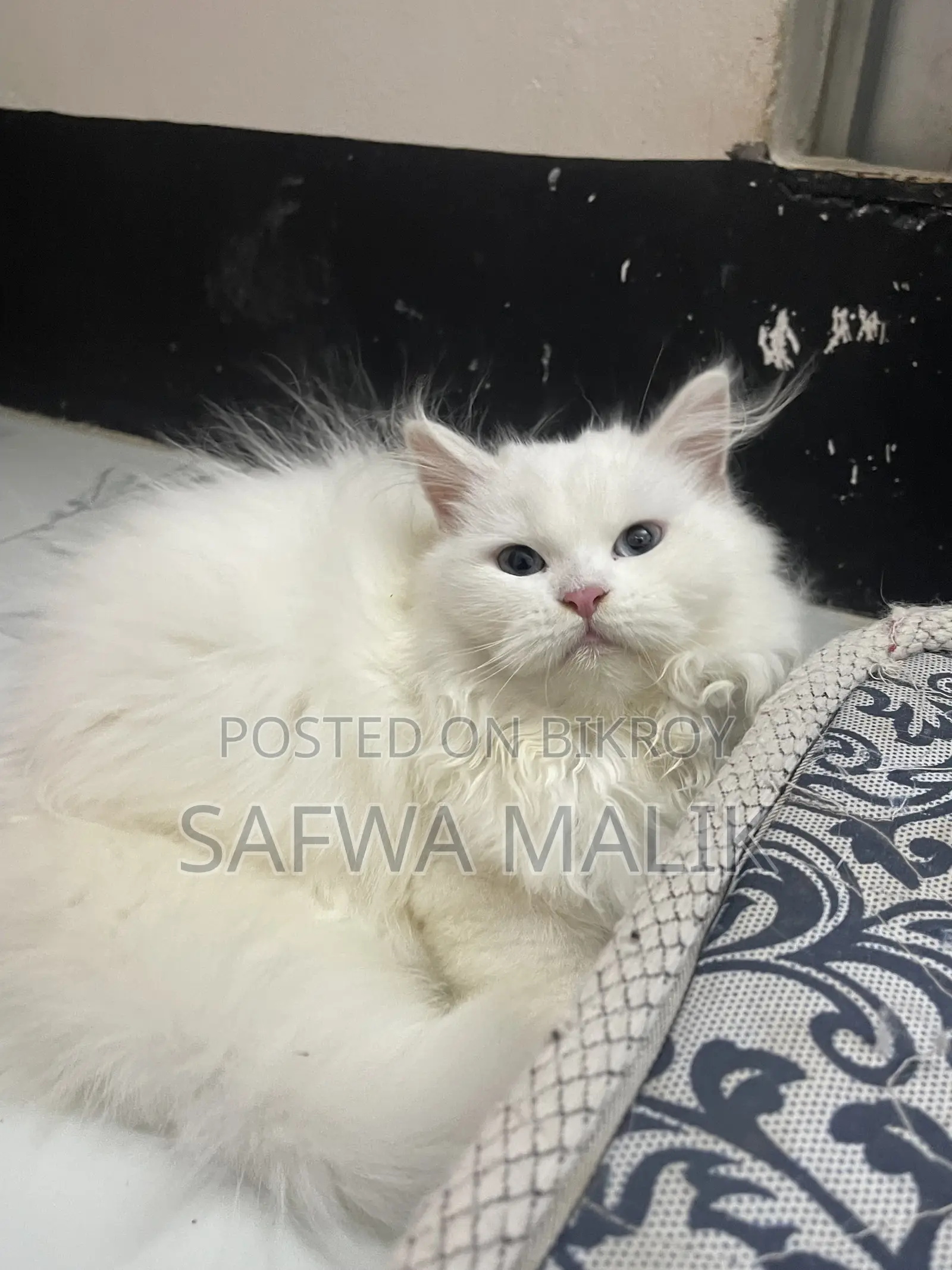 3-6 Months Female Purebred Persian