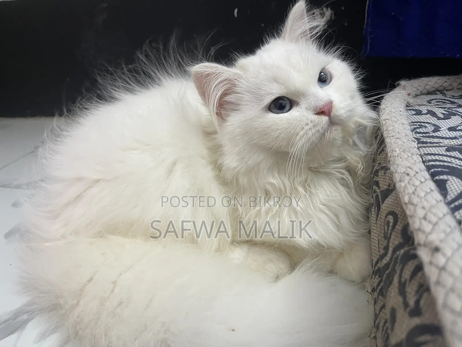 3-6 Months Female Purebred Persian