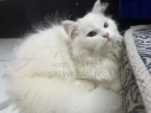 3-6 Months Female Purebred Persian