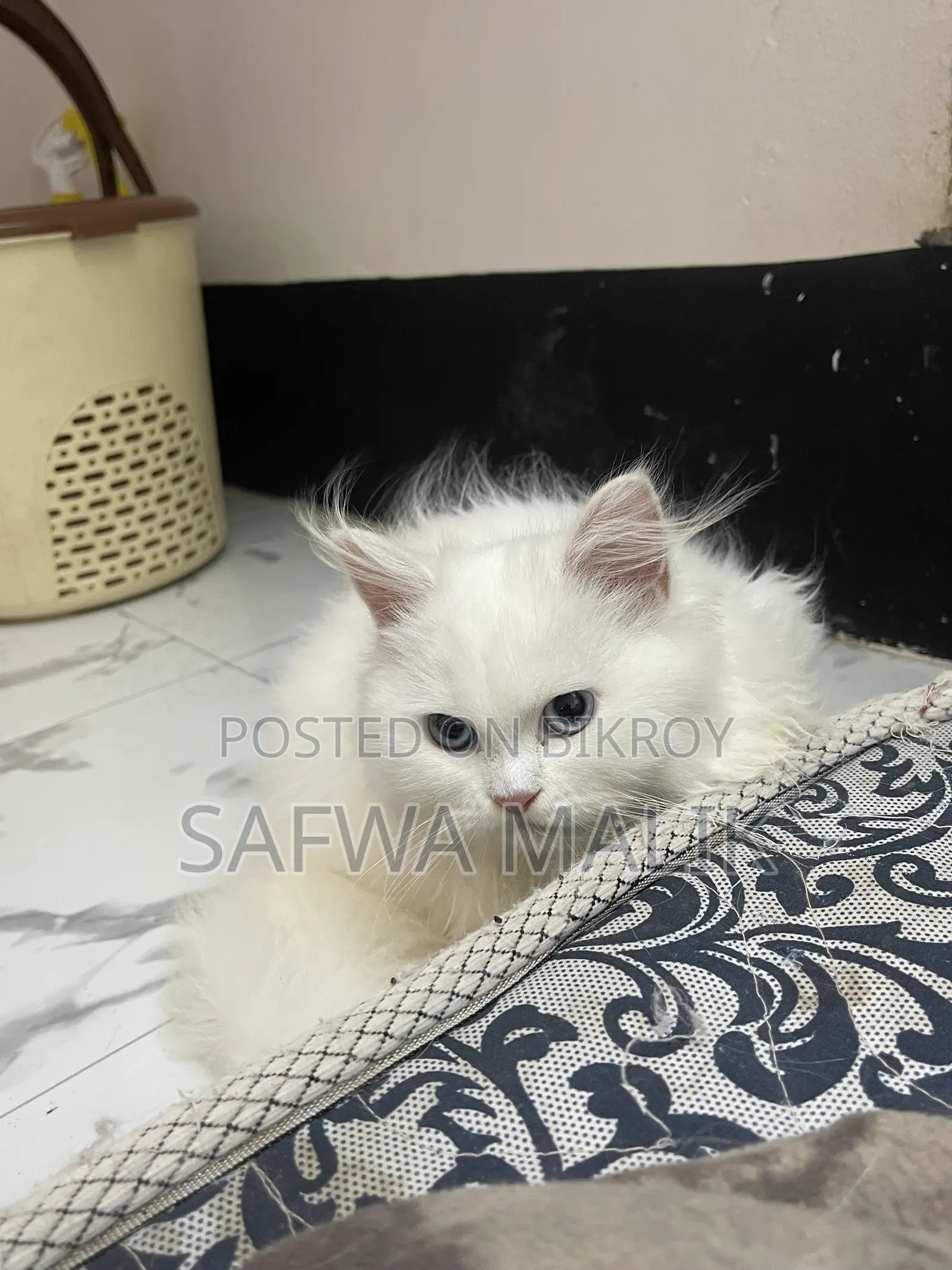 3-6 Months Female Purebred Persian