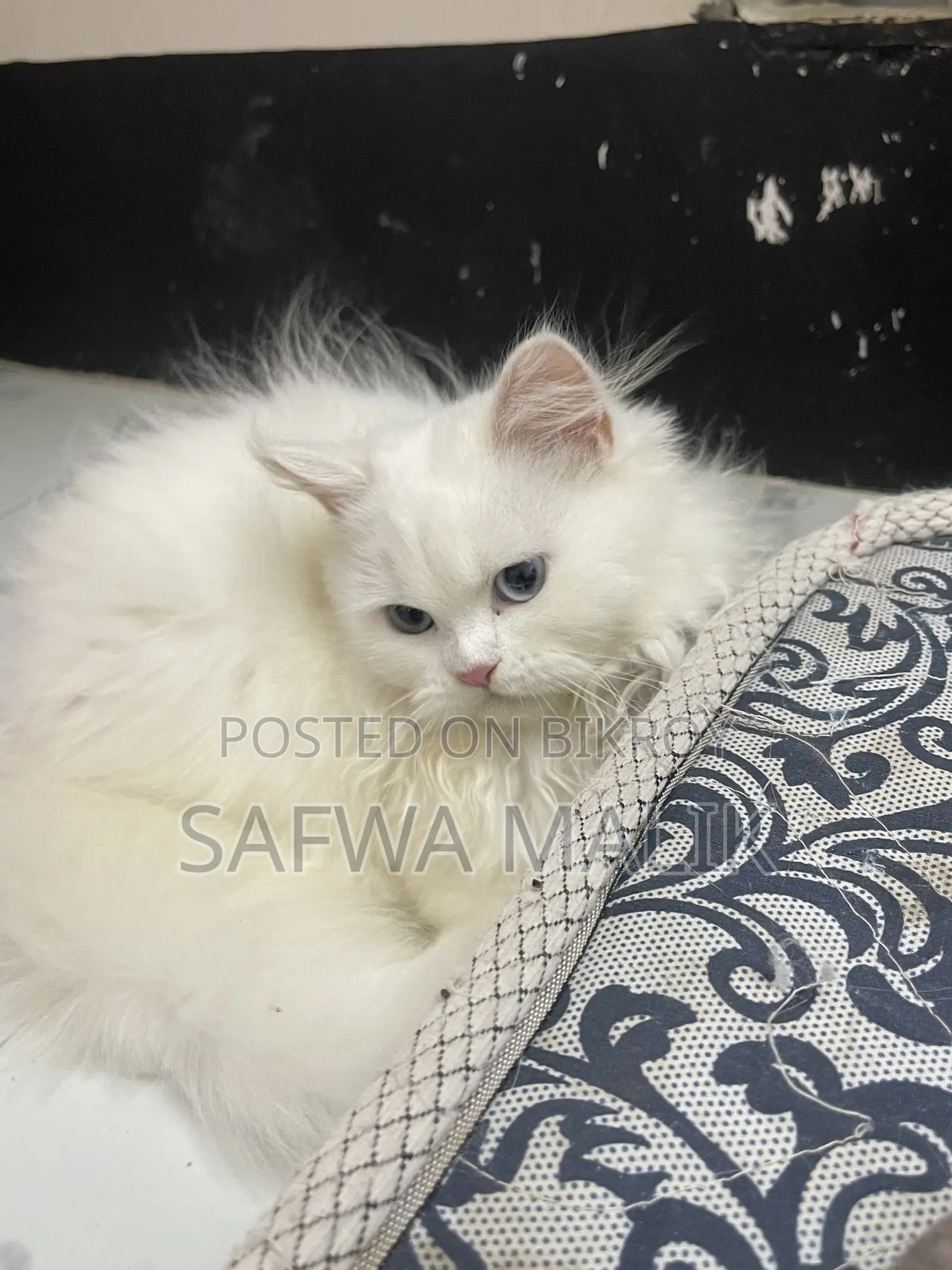 3-6 Months Female Purebred Persian