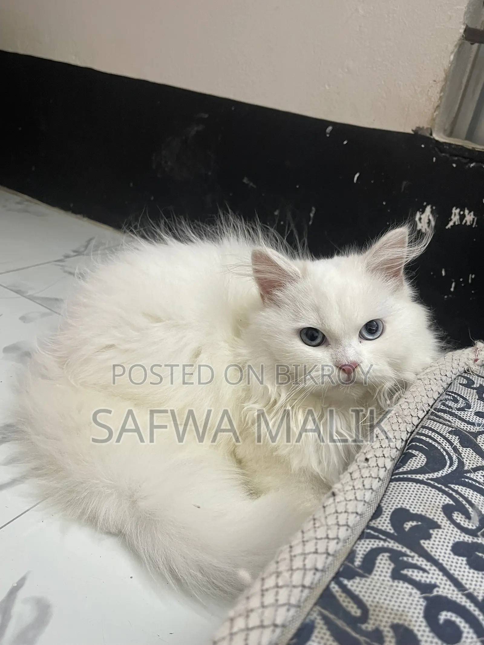 3-6 Months Female Purebred Persian