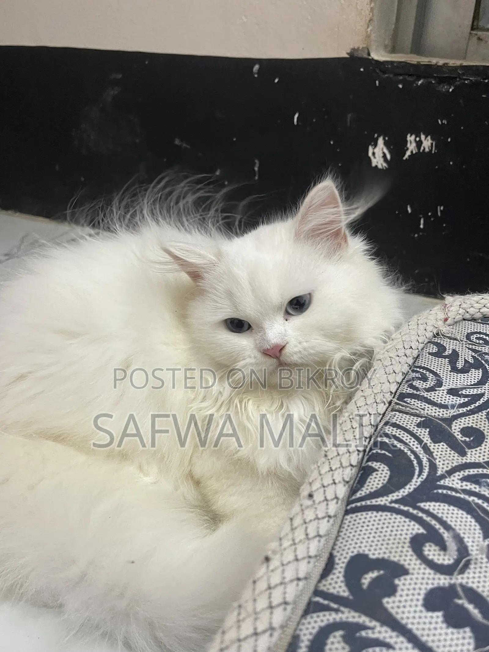3-6 Months Female Purebred Persian