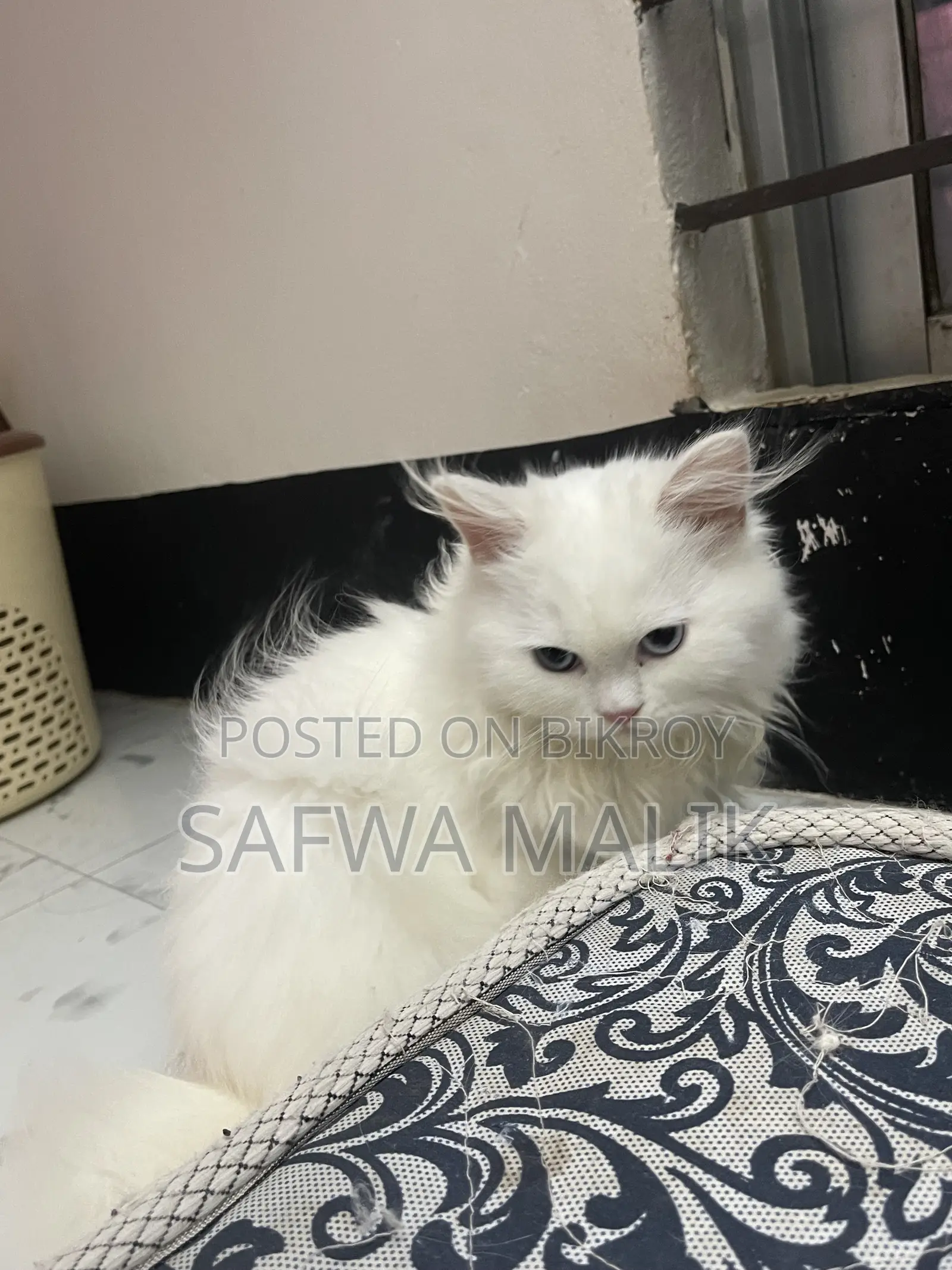 3-6 Months Female Purebred Persian