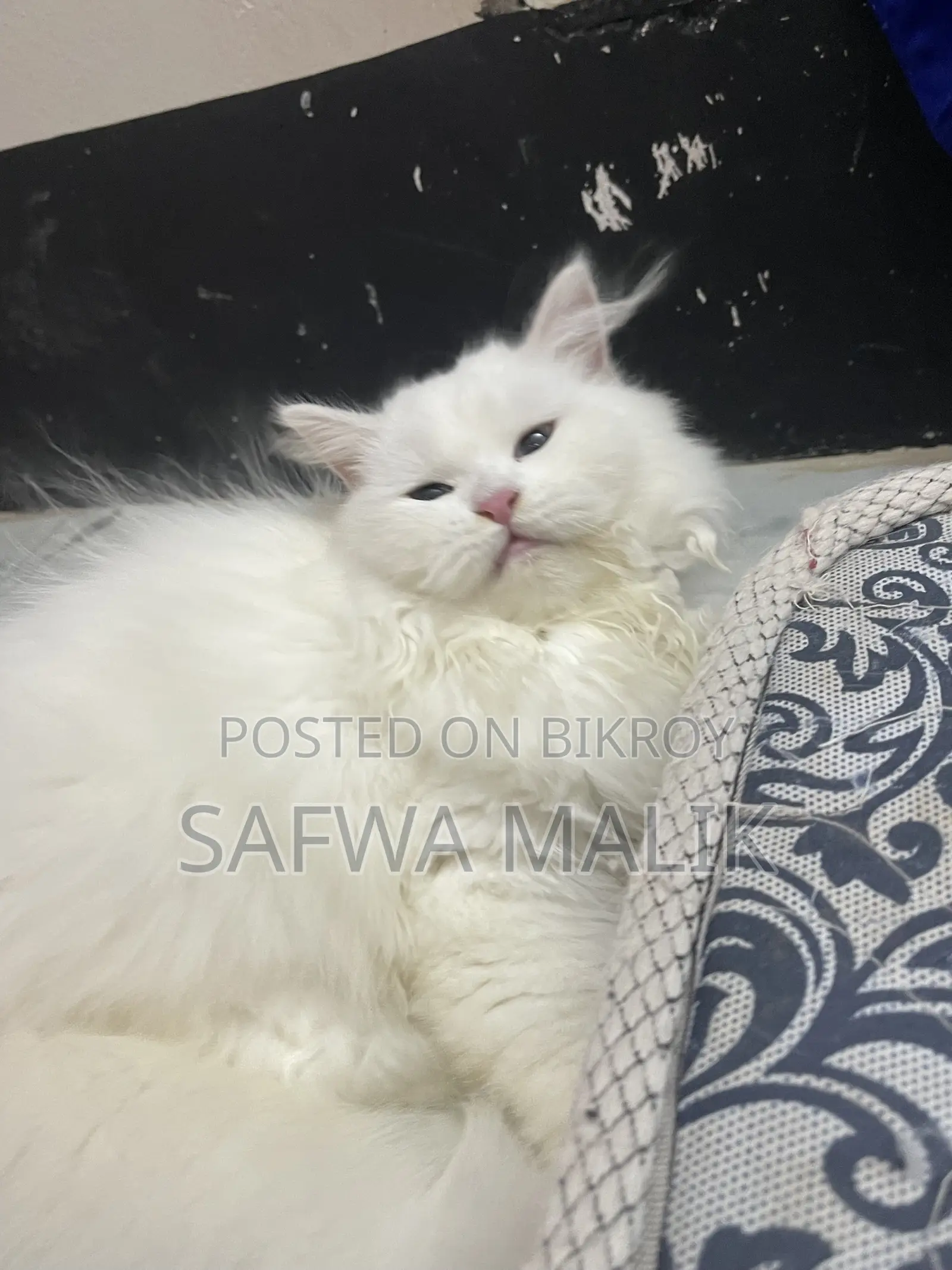 3-6 Months Female Purebred Persian