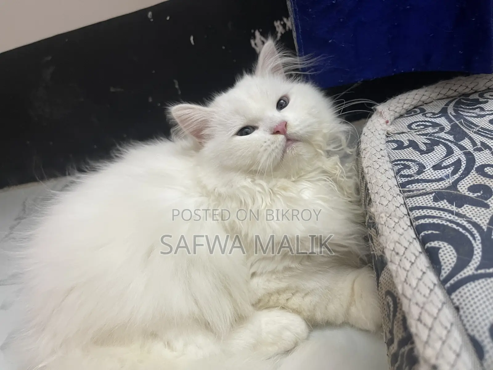 3-6 Months Female Purebred Persian