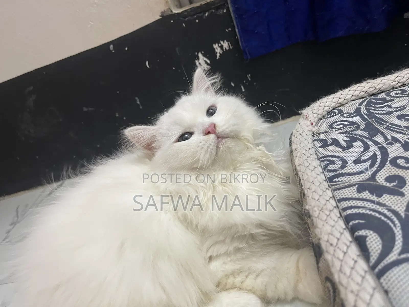 3-6 Months Female Purebred Persian