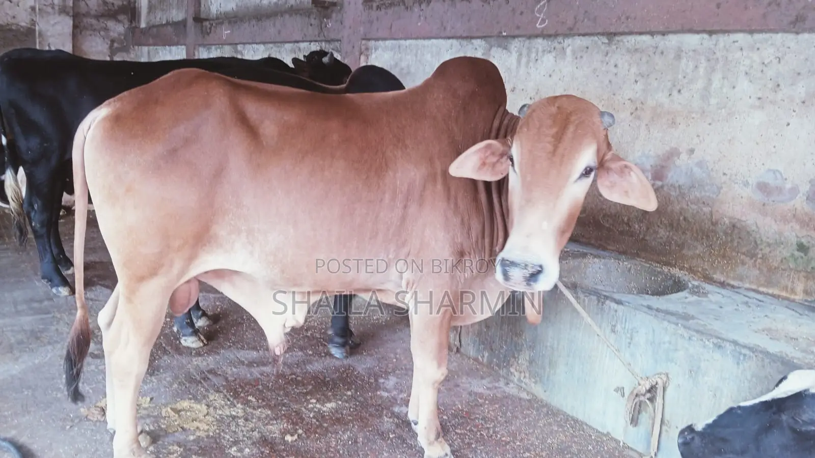 Sahiwal Cow