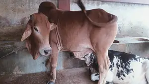 Sahiwal Cow