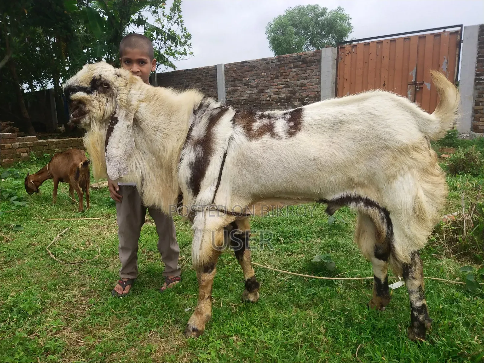 Giant Size Goat
