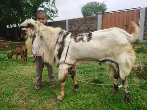 Giant Size Goat