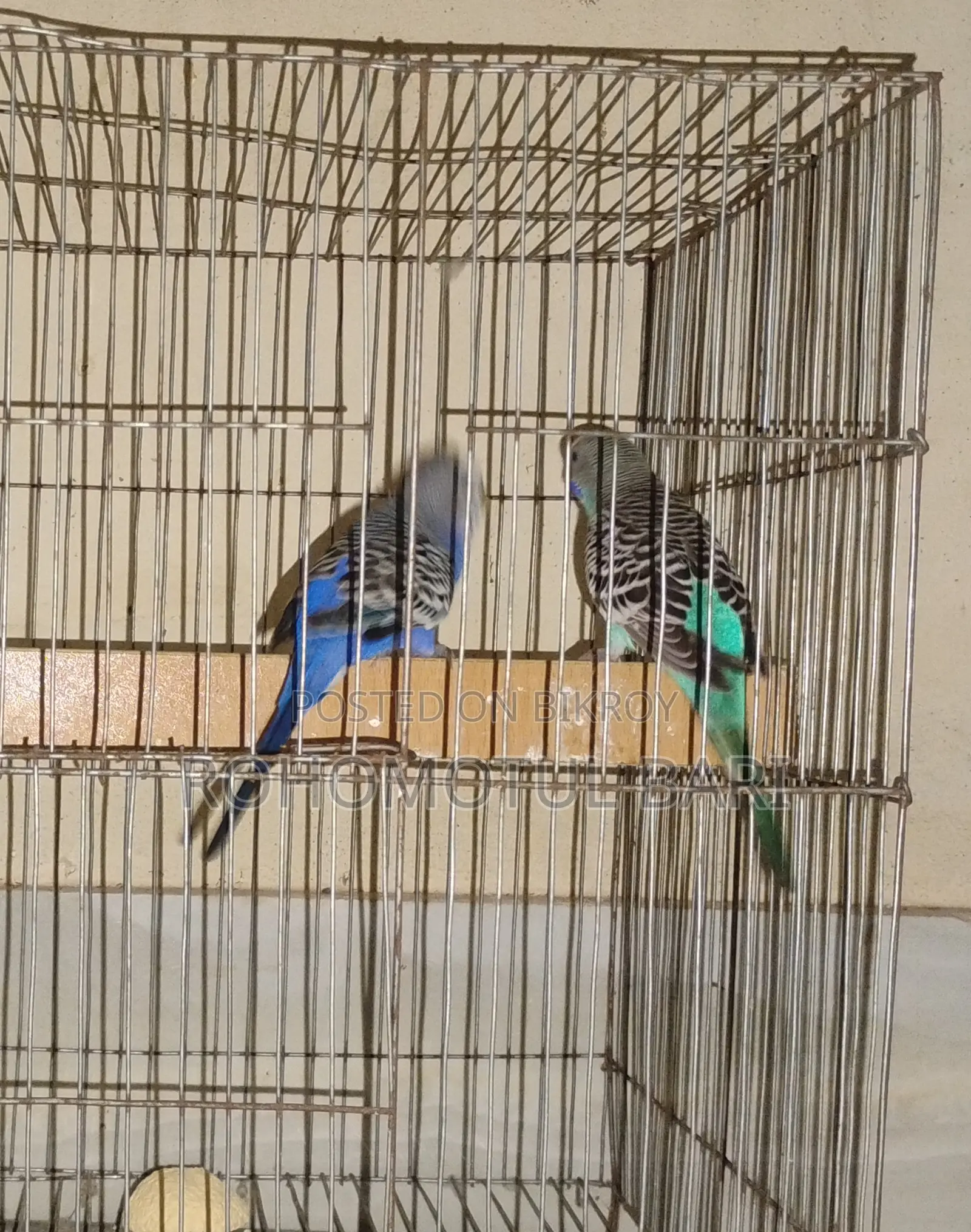 Budgerigar for Sale