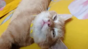 ১-৩ মাসের পুরুষ পিওরব্রেড পার্সিয়ান বিড়াল