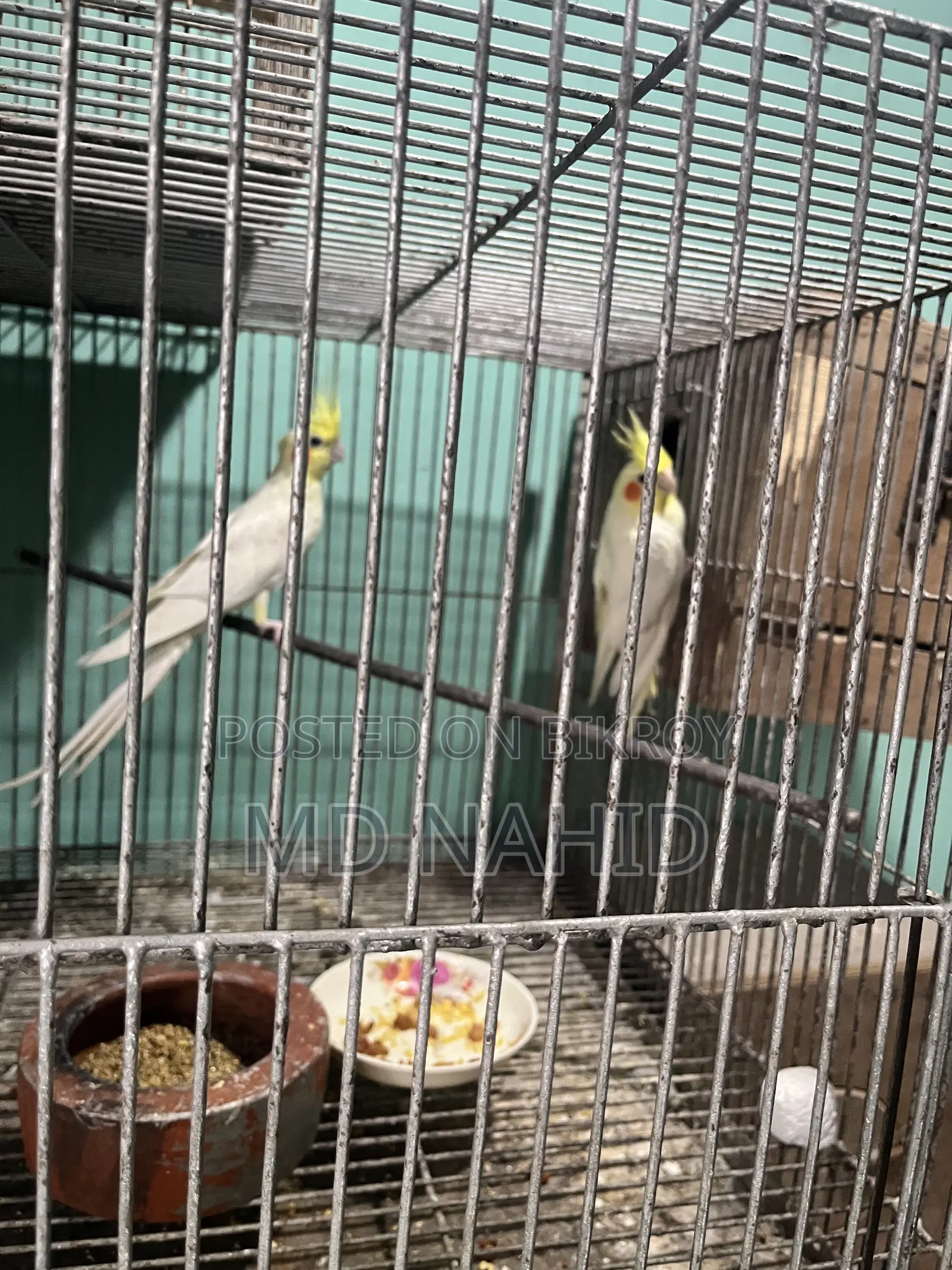 Cockatiel Birds