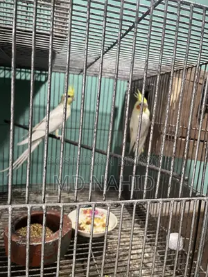 Cockatiel Birds
