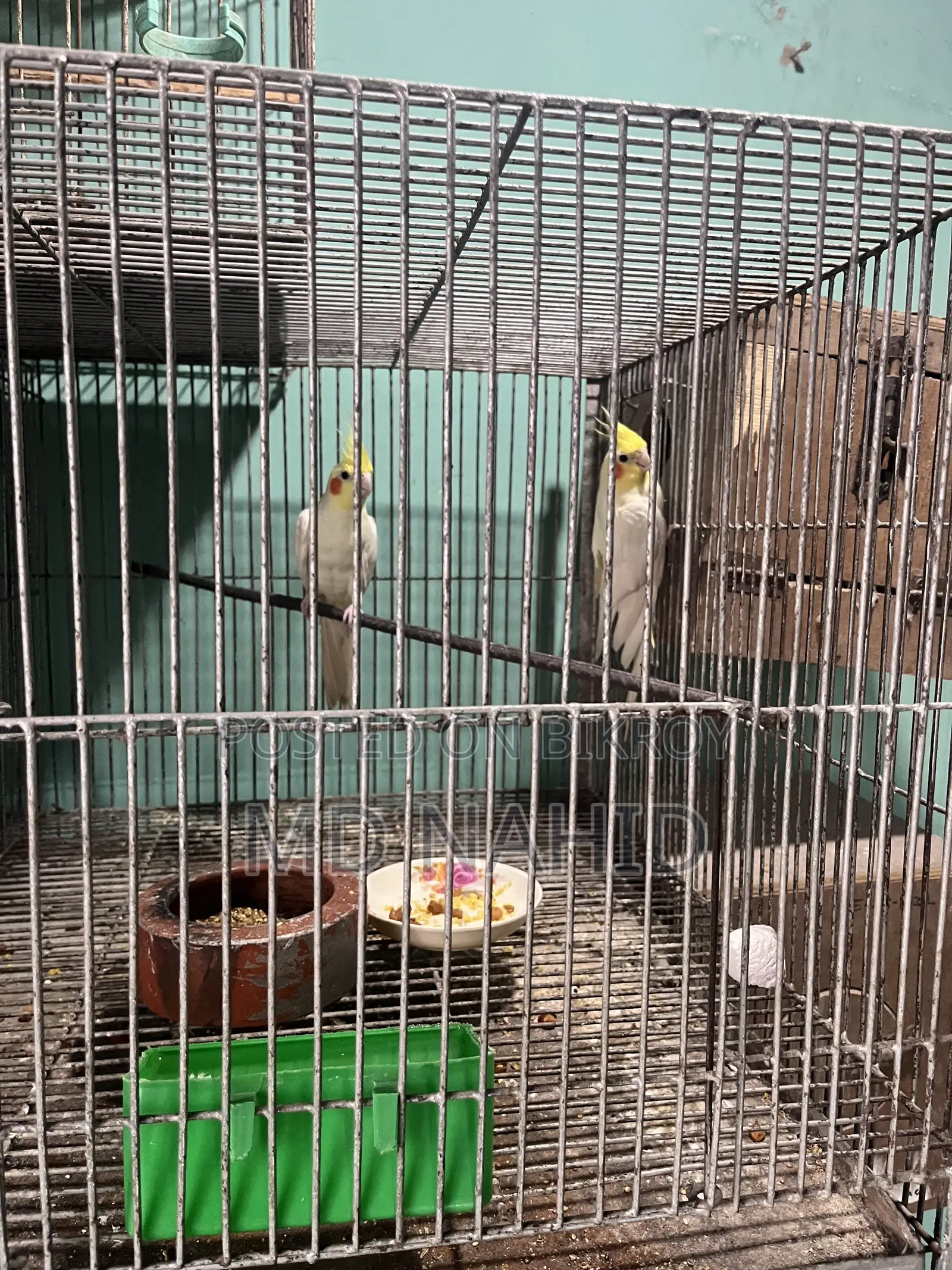 Cockatiel Birds