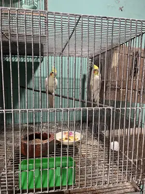 Cockatiel Birds