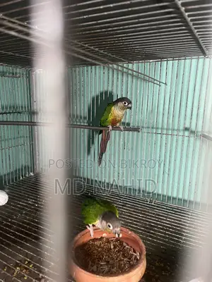 Green Cheek Conure Bird
