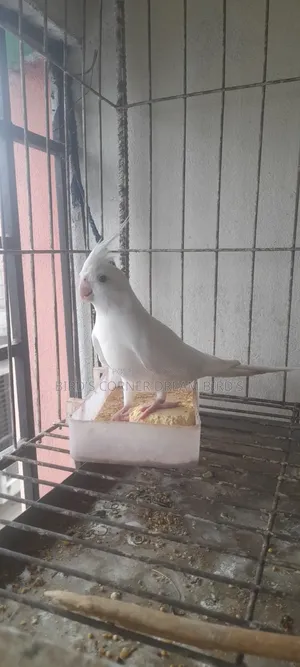 অ্যালবিনো রানিং মেল