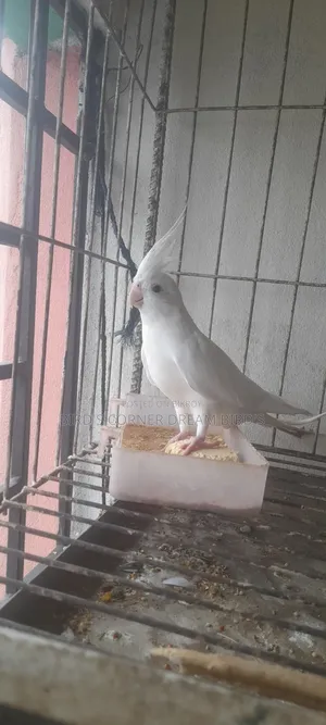 অ্যালবিনো রানিং মেল