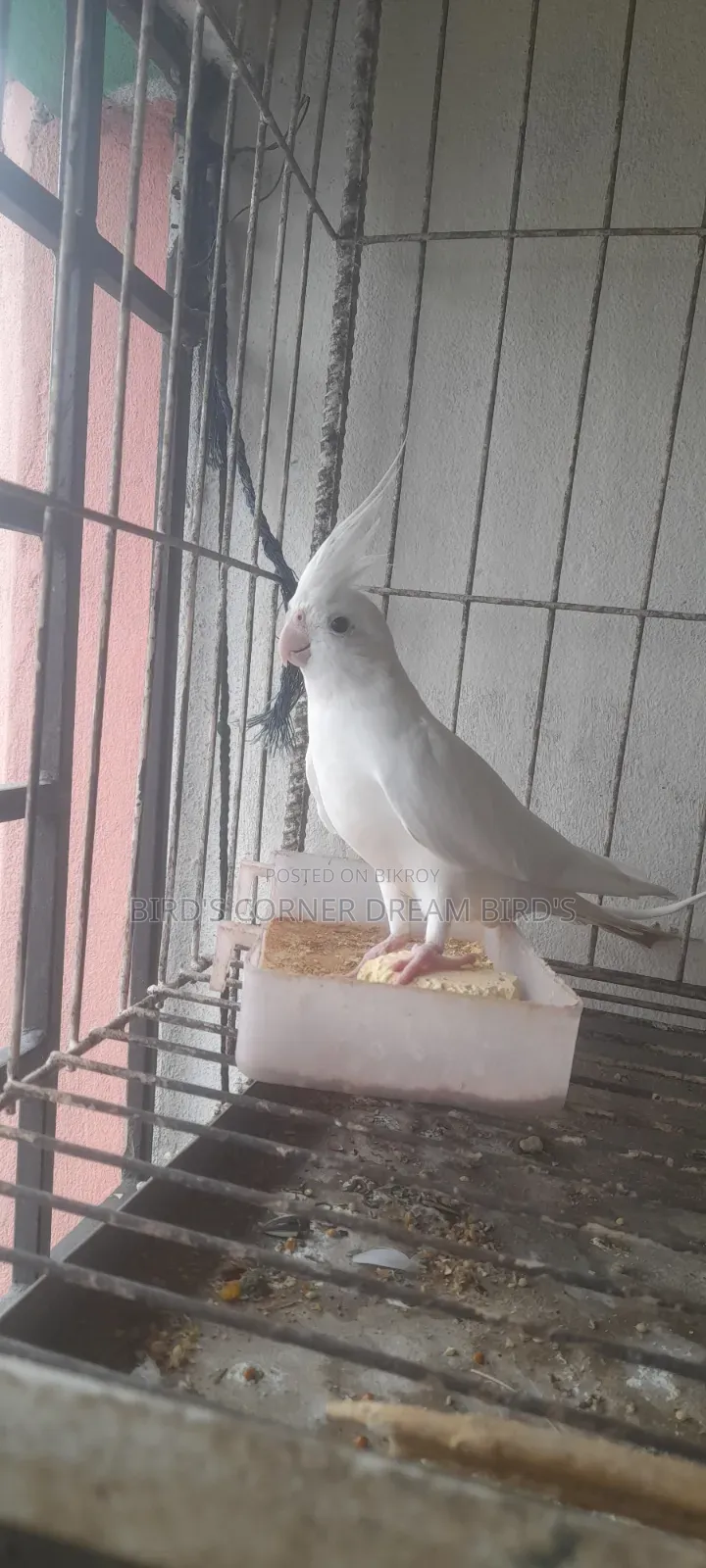 অ্যালবিনো রানিং মেল