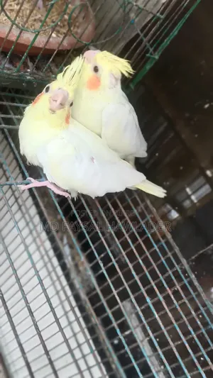 Cockatiel Bird Red Eye