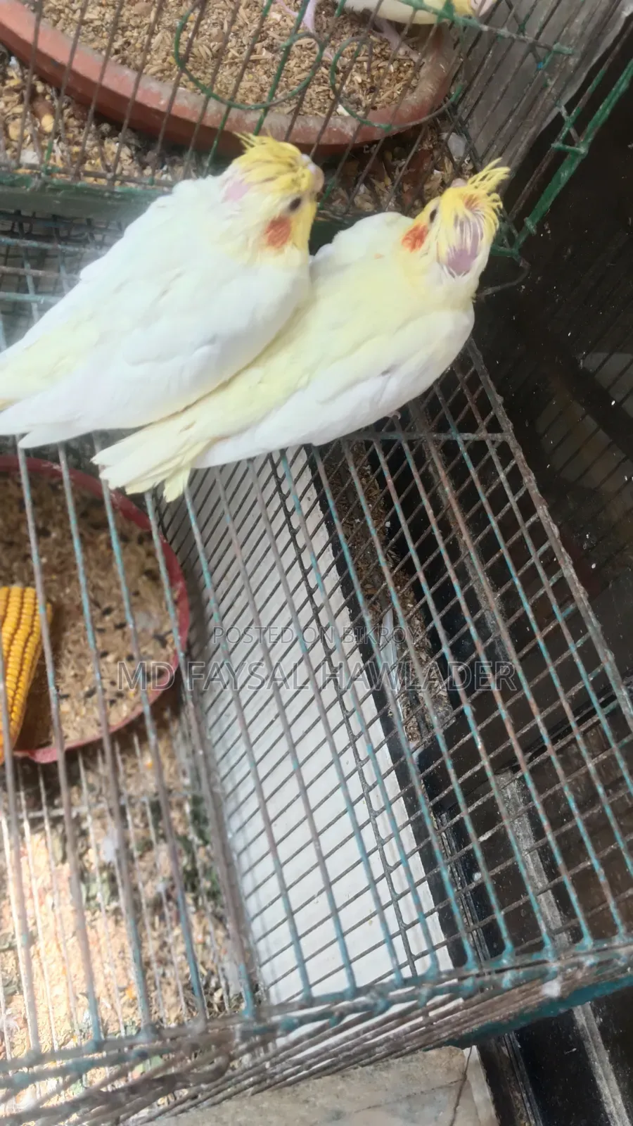Cockatiel Bird Red Eye