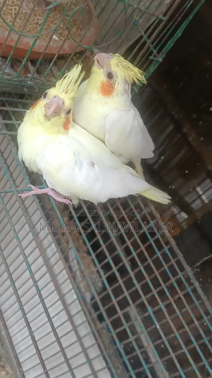 Cockatiel Bird Red Eye