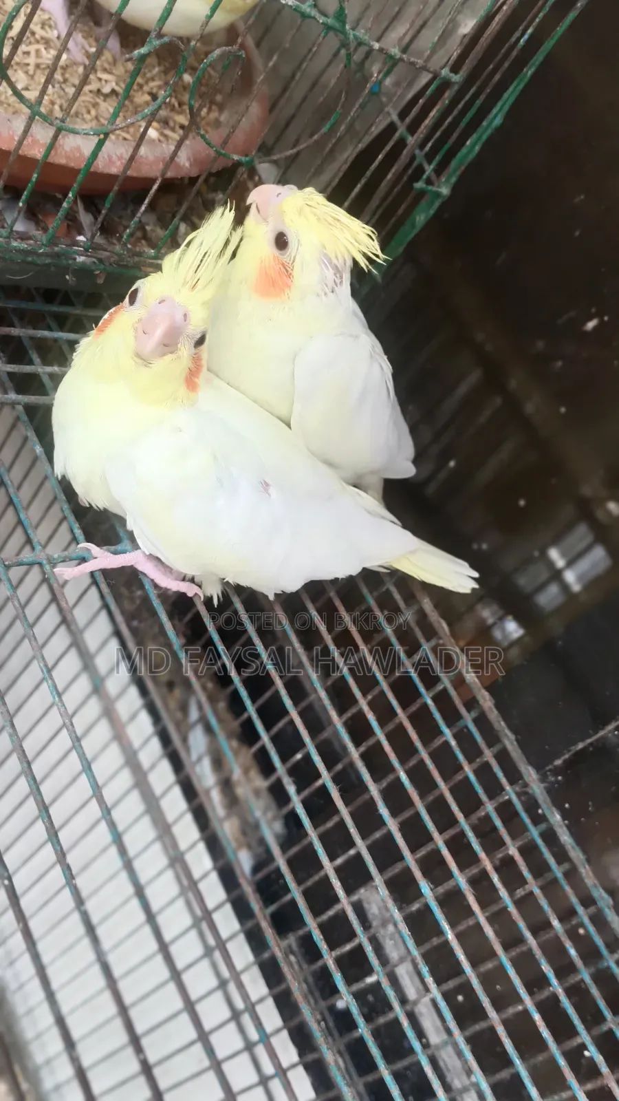 Cockatiel Bird Red Eye