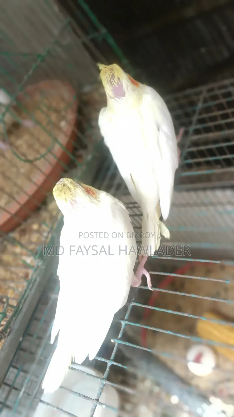 Cockatiel Bird Red Eye