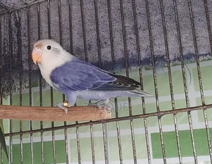 Violate Opaline Love Bird