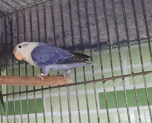 Violate Opaline Love Bird