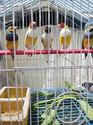 Gouldian Finch Birds for Sale