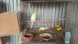 ৫ জোরা রানিং পেয়ার কোকাটেল বিক্রি হবে।