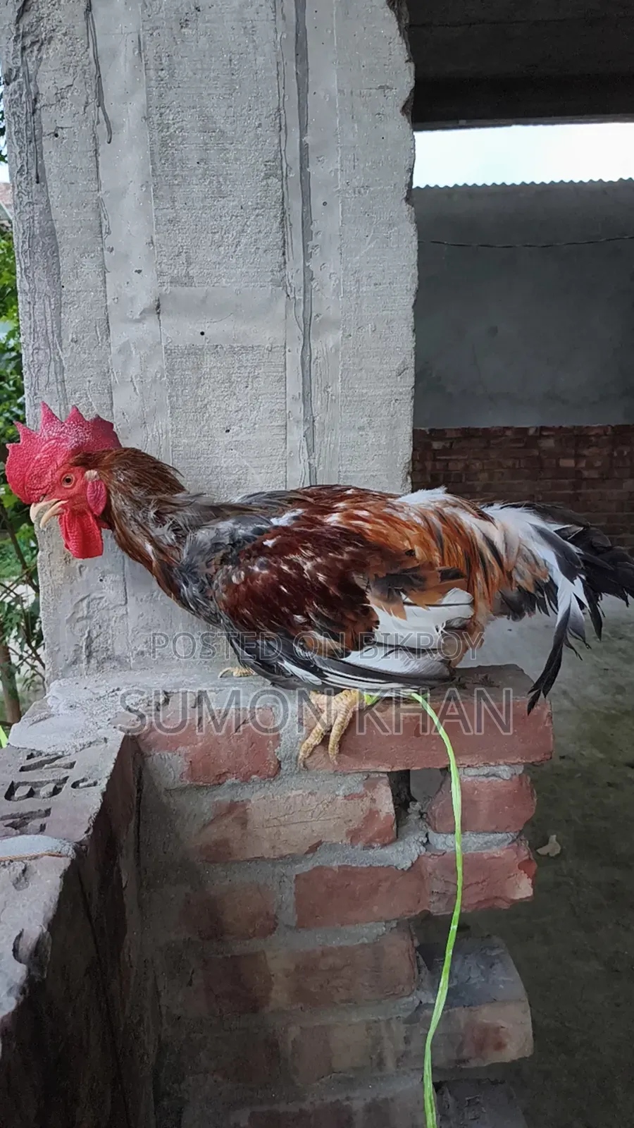 Tiger Breeder Rooster