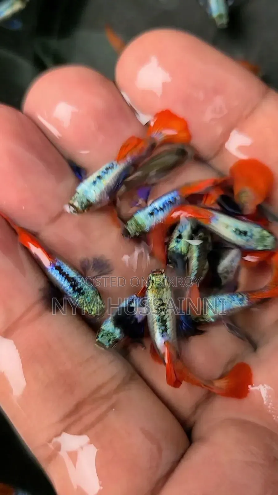Dumbo Ear Red Tail Guppies (1 male + 3 female = 999tk)