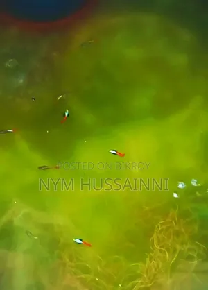 Dumbo Ear Red Tail Guppies (1 male + 3 female = 999tk)